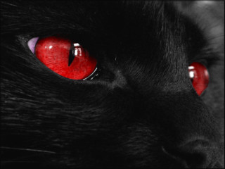 Black cat red eyes black - a black background free wallpaper for desktop