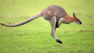 Kangaroo jumping air field grass - a kangaroo free wallpaper
