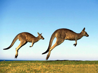 Kangaroos jumping blue sky grass - the air free wallpaper