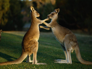 Kangaroos playing grass night time - free love wallpaper for desktop