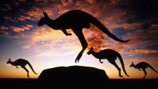 Kangaroo silhouette jumping sunset sky - sunset free wallpaper