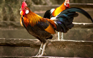 Roosters standing on ledges - a rooster free wallpaper