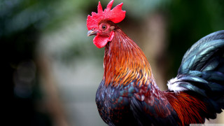 Rooster red comb black tail - a rooster free wallpaper