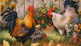 Chickens roosters garden flowers fence - a wooden fence free wallpaper