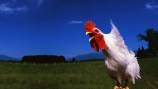 Rooster wooden post field grass - a rooster free wallpaper