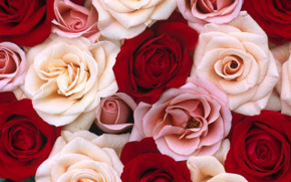 Red white roses arrangement pattern - a bunch free wallpaper