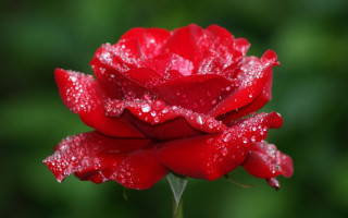 Red rose water droplets gothic 7 - a few other thing free wallpaper