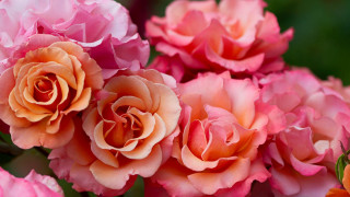 Pink orange flowers green leaves - rose free wallpaper for desktop