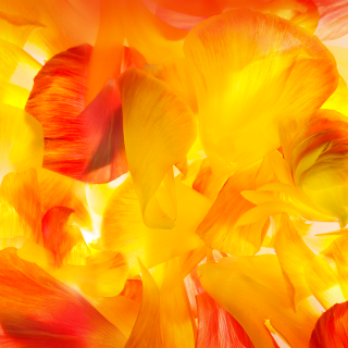 Close up flowers sky blurry - generative art free wallpaper for tablet