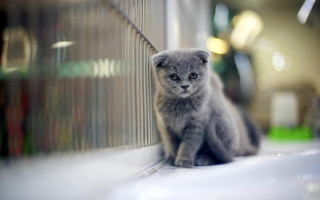 Small gray kitten window sill - a small gray kitten free wallpaper