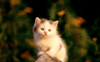 Kitten tree stump curious look 3 - a statue free wallpaper