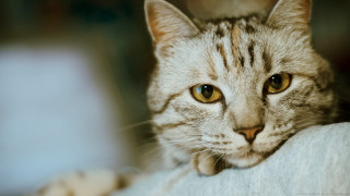 Cat couch head arm chair - its head on free wallpaper