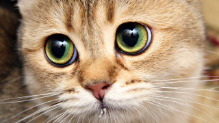 Cat green eyes sad face - green eye free wallpaper