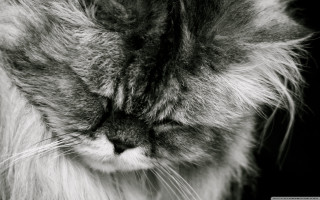 Longhair cat lookingdown closedeyes tiltedhead - a cat free wallpaper