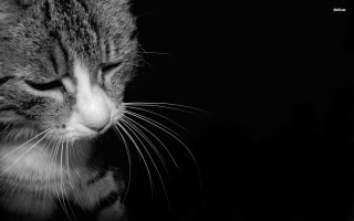 Cat looking down dark room - the dark room free wallpaper