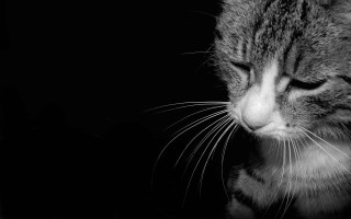 Cat looking down dark room 2 - chiaroscuro free wallpaper
