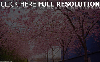 Tree cherry blossoms wisteria blood - cinematic matte painting free wallpaper for desktop