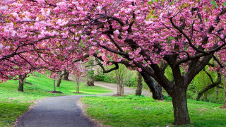 Tree lined pink flowers path - de hirsh margule free wallpaper
