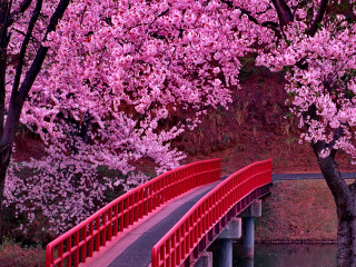 Red bridge river railing bench - free spring wallpaper