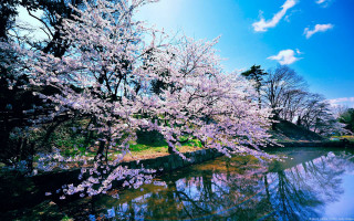 Tree pink flowers water blue - free spring wallpaper