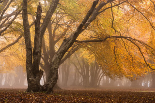 Foggy forest trees leaves bench 2 - a bench in the foreground free wallpaper