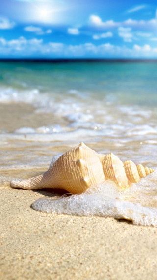Shell beach blue sky wave - free beach wallpaper for mobile
