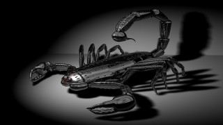 Scorpion black white photo shadow - 3 d free wallpaper