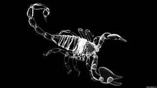 Scorpion xray image computer screen - sharp foccus ilustration free wallpaper