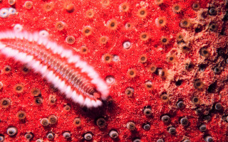 Red white substance striped top - substance free wallpaper