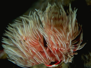 Coral closeup black background red - end free wallpaper