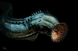 Large mouth fish long tail - a long tongue free wallpaper