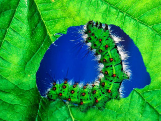 Green caterpillar leaf red dots - anne geddes free wallpaper for desktop