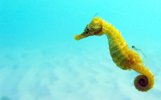 Sea horse swimming fish nearby - sunny free wallpaper