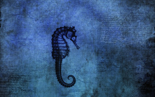 Sea horse water head turned - blueprint free wallpaper for desktop