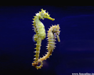 Sea horse standing upright in - abidin dino free wallpaper