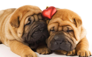 Two dogs red heart head - their ear free wallpaper