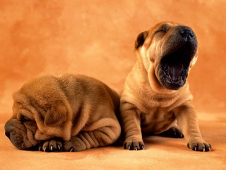 Two dogs yawning brown background - morning free wallpaper