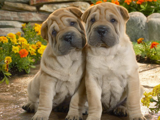 Dogs sitting stone floor flowers - symmetrical facial feature free wallpaper