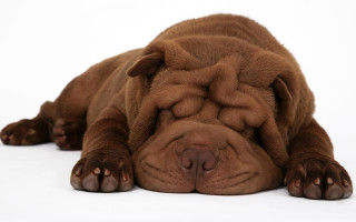 Brown dog sleeping white surface - a brown dog free wallpaper