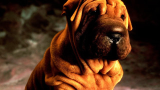 Large brown dog black nose - duccio free wallpaper for desktop