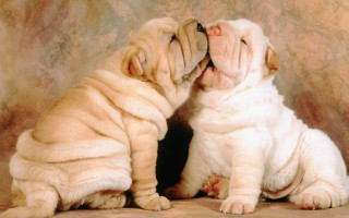 Two dogs biting nose sitting - two dog free wallpaper for desktop
