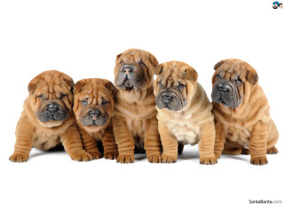 Puppies sitting white background black - david budd free wallpaper
