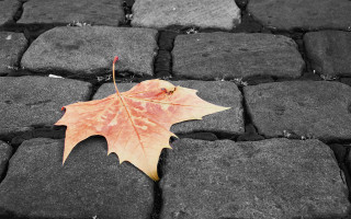 Leaf stone walkway black white - end free wallpaper