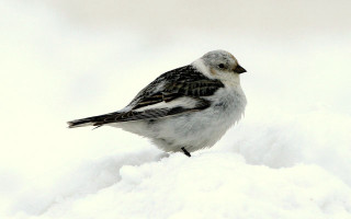 Small bird snow wing striped - a small bird free wallpaper