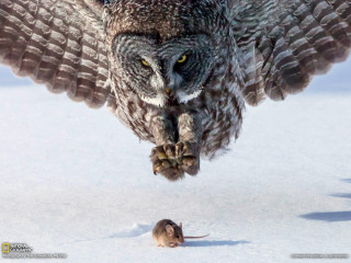 Owl flying over mouse snow - a large owl free wallpaper