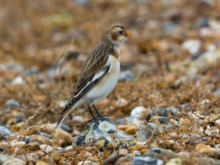 Bird rock ground background grass - rock and grass free wallpaper for desktop