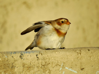 Small bird cement wall writing - a small bird free wallpaper