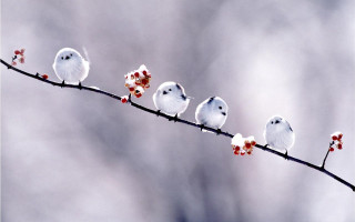 Birds branch berries gray sky - end free wallpaper