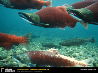 Fish group swimming water rocky - a group of fish swimming free wallpaper