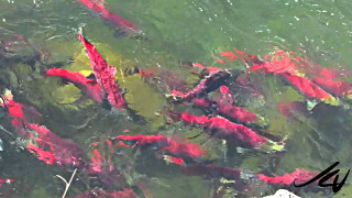 Fish swimming pond red algae - high saturation free wallpaper